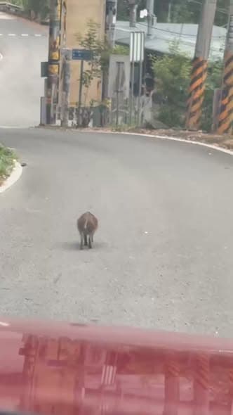 有沒開車突然遇到野豬過的?🐗